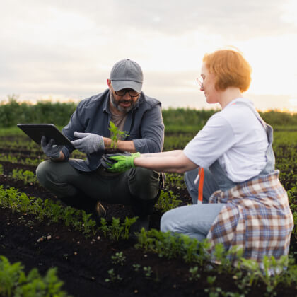 Two people out in a crop field inspecting plants 